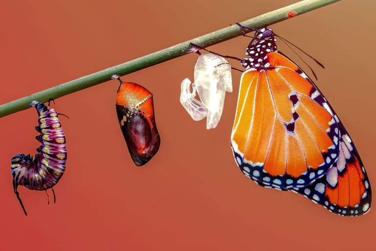 Four stages of a butterfly's life cycle are shown: a caterpillar hanging from a branch, a chrysalis forming, a chrysalis fully developed, and a newly emerged butterfly with bright orange and black wings. The background is a gradient of warm colors.